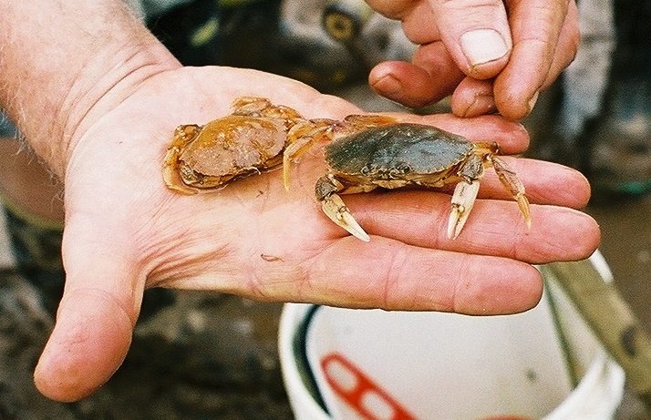 green-crab-and-rock-crab